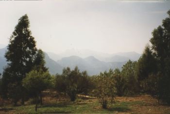 Lacedaemon